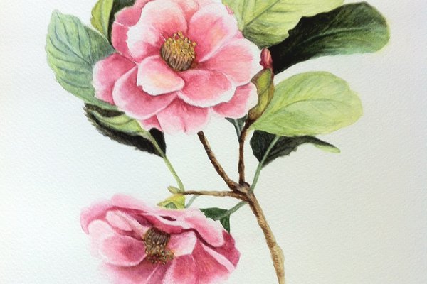 5233165_camelia-rose-2.jpg