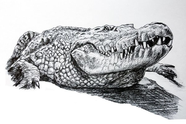 Inked1630532242_3-papik-pro-p-krokodil-risunok-karandashom-4_LI.jpg