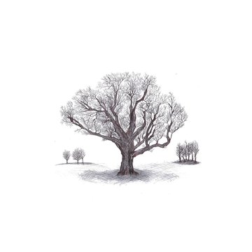 artwork-drawing-tree-sketch.jpeg