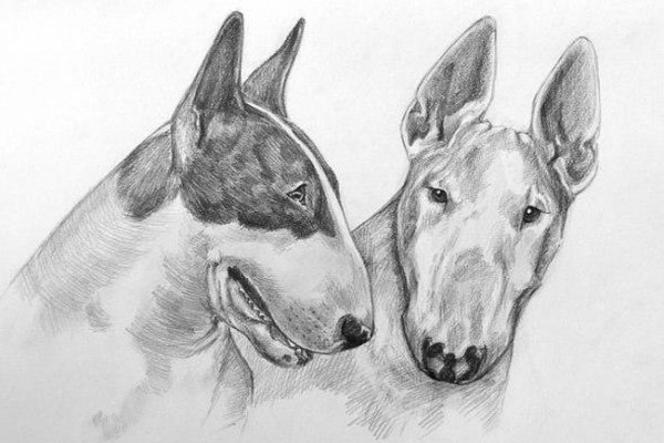 black-white-dog-tattoo-sketch-water.jpg