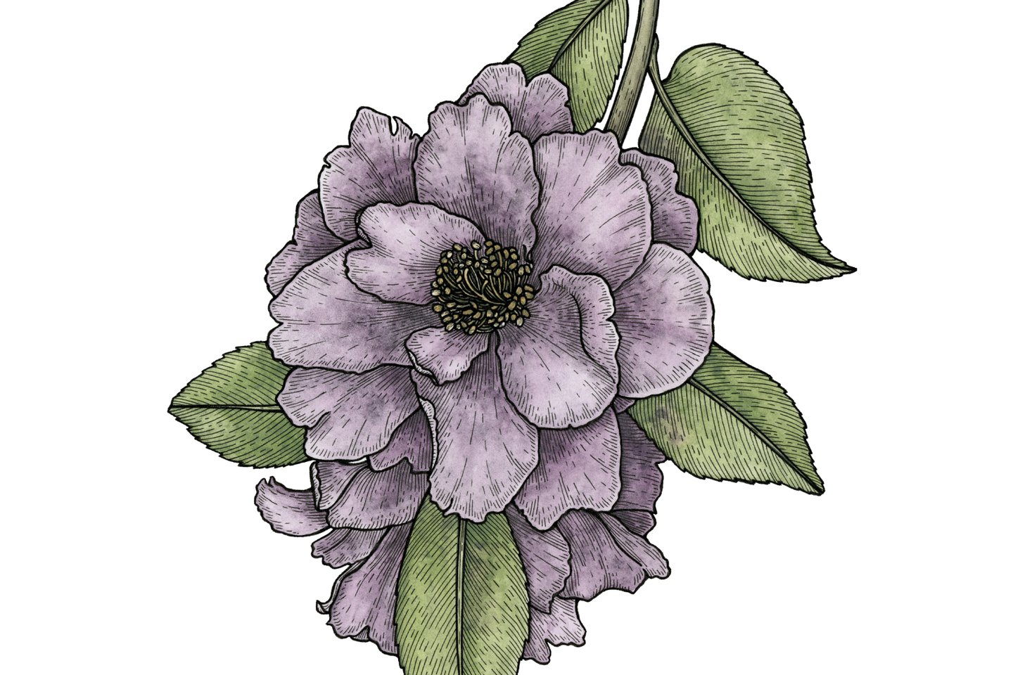 camellia_2000x2000dpi.jpg