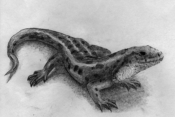 chb-izobrazhenie.jpg