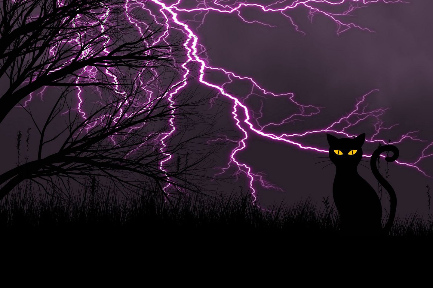 chernyj_kot_molniia_art_128239_1920x1080.jpg