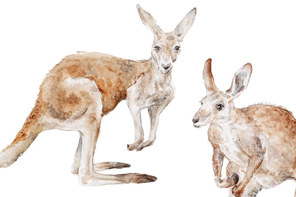 kangaroos-RGF162.jpg